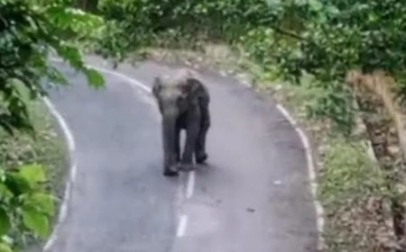কাপ্তাই সড়কে বন্যহাতির অবস্থান, বন বিভাগের তৎপরতায় রক্ষা পেলেন বহু যাত্রী