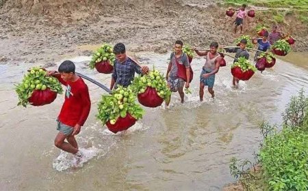 চট্টগ্রামের ‘কাঞ্চন পেয়ারা’ মৌসুমে বিক্রি ৬ কোটি টাকা, রপ্তানি হচ্ছে বিদেশেও