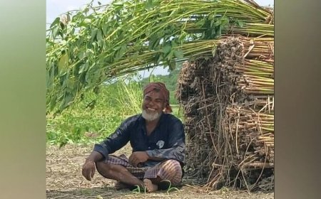 চাঁপাইনবাবগঞ্জে ভালো দামে সোনালি আঁশ; কৃষকের মুখে হাসি