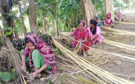 বরিশালে উন্নত জাতের পাট চাষে এসেছে ব্যাপক সাফল্য