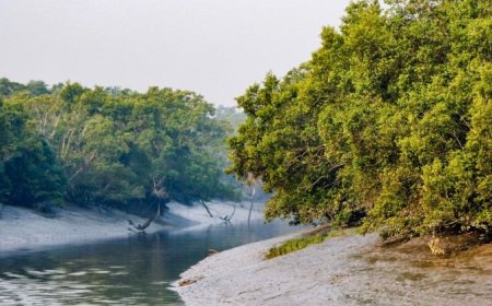 দুয়ার খুলছে সুন্দরবনের, প্রস্তুত জেলে-বনজীবী ও পর্যটন ব্যবসায়ীরা