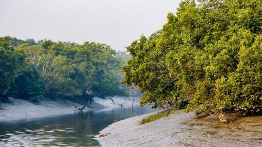 দুয়ার খুলছে সুন্দরবনের, প্রস্তুত জেলে-বনজীবী ও পর্যটন ব্যবসায়ীরা